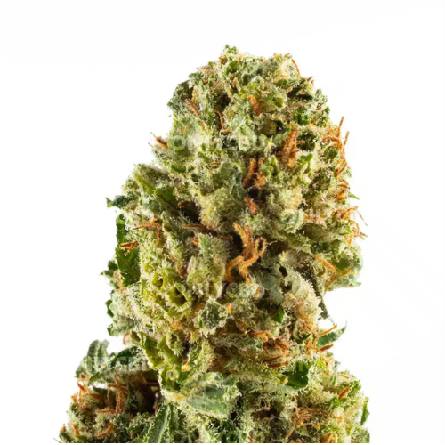 Banana Smash CBD 1gr | Only CBD - Imagen 2